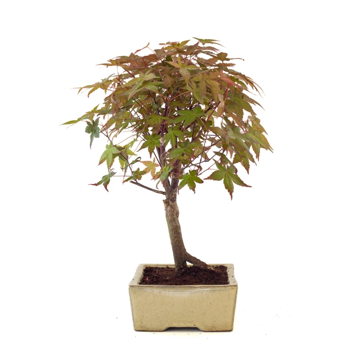 Acheter Bonsai en ligne Acer Palmatum Deshojo 45 cm APD260502MIT Sankaly Bonsai
