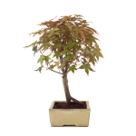 Acheter Bonsai en ligne Acer Palmatum Deshojo 45 cm APD260502MIT Sankaly Bonsai