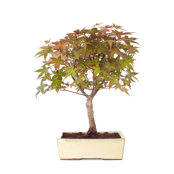 Vente de Bonsai en ligne Acer Palmatum Deshojo 45 cm APD260502MIT Sankaly Bonsai