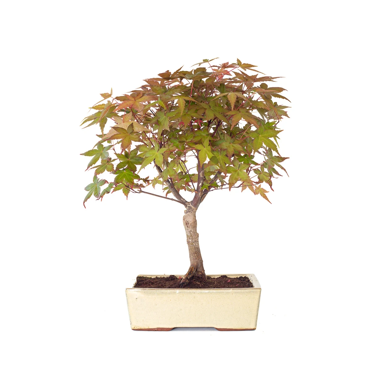 Vente de Bonsai en ligne Acer Palmatum Deshojo 45 cm APD260502MIT Sankaly Bonsai