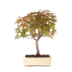 Vente de Bonsai en ligne Acer Palmatum Deshojo 45 cm APD260502MIT Sankaly Bonsai