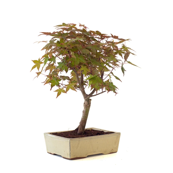 Achat Bonsai en ligne Acer Palmatum Deshojo 45 cm APD260502MIT Sankaly Bonsai