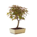 Achat Bonsai en ligne Acer Palmatum Deshojo 45 cm APD260502MIT Sankaly Bonsai