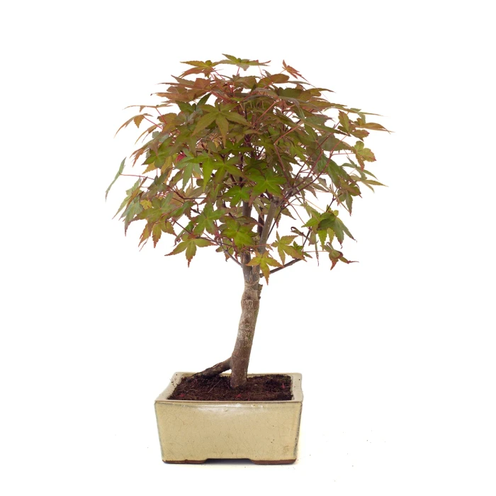 Vente Bonsai pas cher en ligne Acer Palmatum Deshojo 45 cm APD260502MIT Sankaly Bonsai