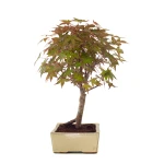 Vente Bonsai pas cher en ligne Acer Palmatum Deshojo 45 cm APD260502MIT Sankaly Bonsai