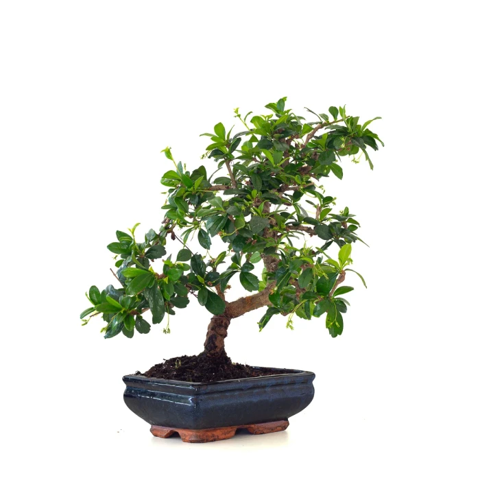 Achat Bonsai interieur en ligne Carmona 39 cm Sankaly Bonsai