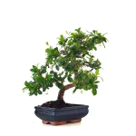 Achat Bonsai interieur en ligne Carmona 39 cm Sankaly Bonsai
