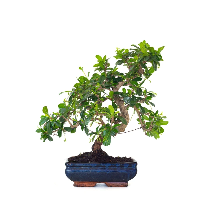 Vente de Bonsai interieur en ligne Carmona 39 cm Sankaly Bonsai