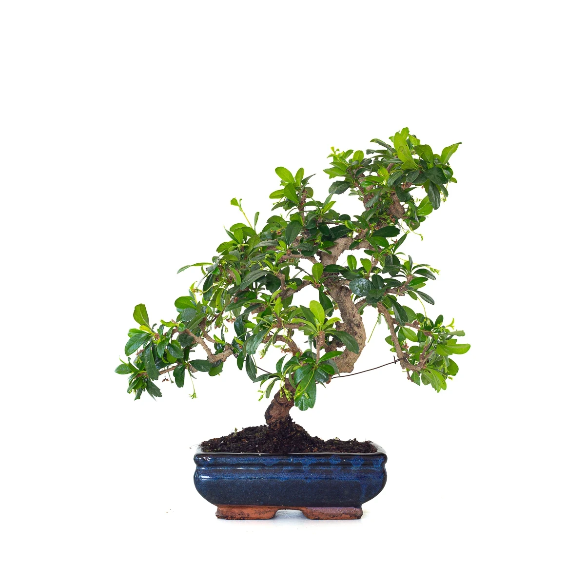 Vente de Bonsai interieur en ligne Carmona 39 cm Sankaly Bonsai