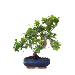 Vente de Bonsai interieur en ligne Carmona 39 cm Sankaly Bonsai