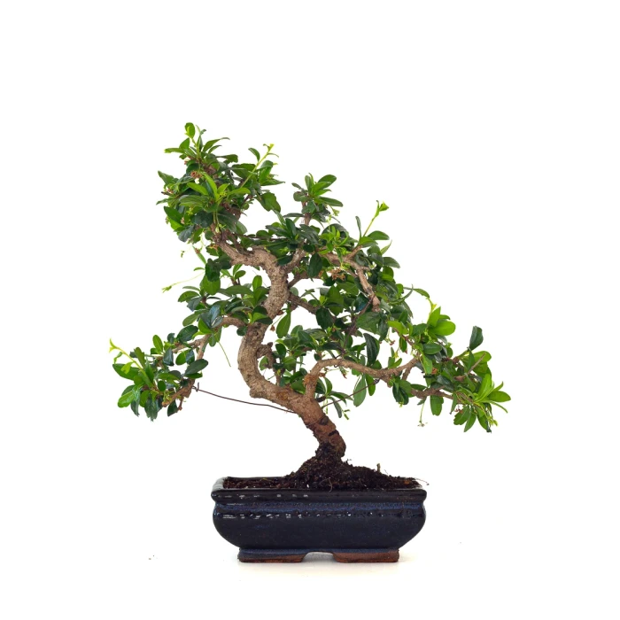 Acheter Bonsai interieur en ligne Carmona 39 cm Sankaly Bonsai