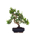 Acheter Bonsai interieur en ligne Carmona 39 cm Sankaly Bonsai