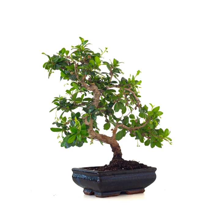 Vente de Bonsai interieur pas cher Carmona 39 cm Sankaly Bonsai