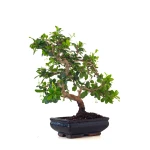 Vente de Bonsai interieur pas cher Carmona 39 cm Sankaly Bonsai