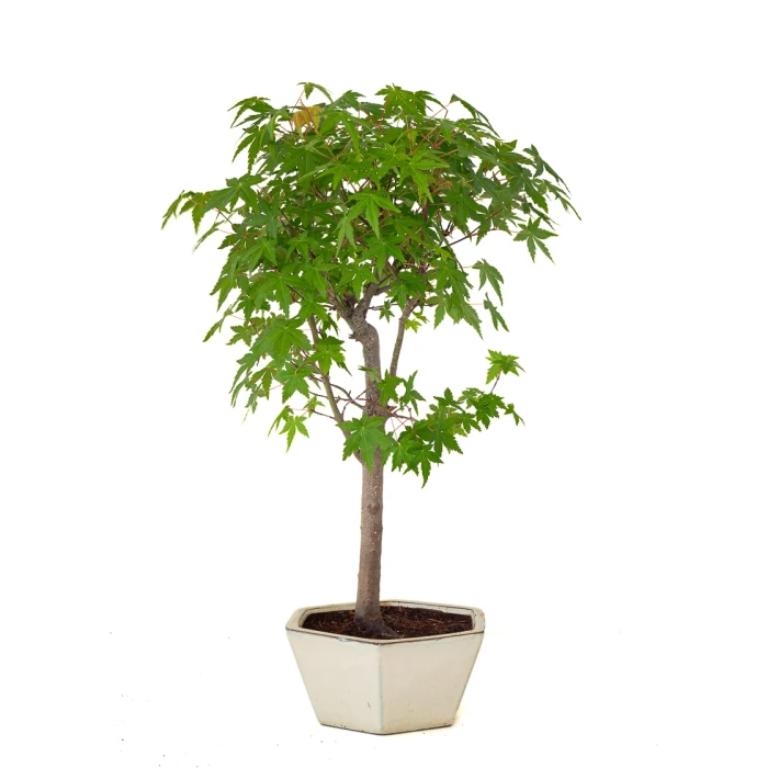 Achat Bonsai pas cher Acer Palmatum Ueno Yama 50 cm APY260503MIT Sankaly Bonsai