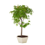 Achat Bonsai pas cher Acer Palmatum Ueno Yama 50 cm APY260503MIT Sankaly Bonsai