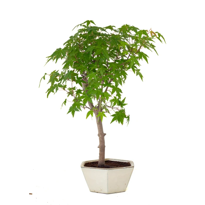 Vente de Bonsai pas cher Acer Palmatum Ueno Yama 50 cm APY260503MIT Sankaly Bonsai