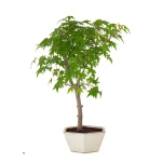 Vente de Bonsai pas cher Acer Palmatum Ueno Yama 50 cm APY260503MIT Sankaly Bonsai