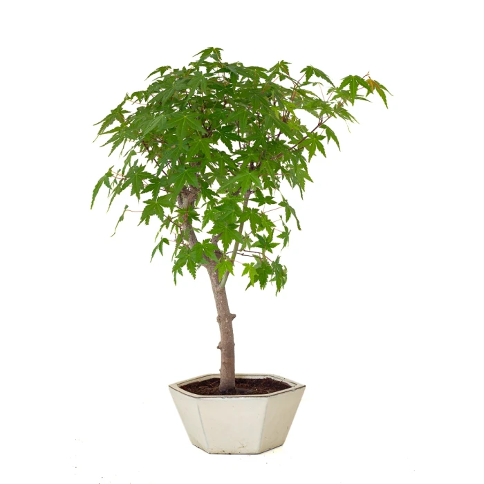 Acheter Bonsai en ligne Acer Palmatum Ueno Yama 50 cm APY260503MIT Sankaly Bonsai