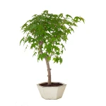 Acheter Bonsai en ligne Acer Palmatum Ueno Yama 50 cm APY260503MIT Sankaly Bonsai