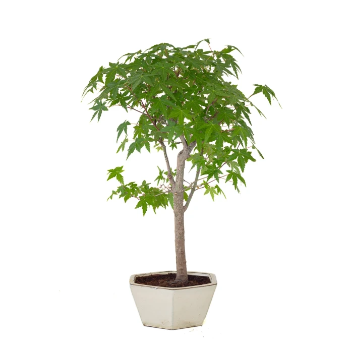 Achat de Bonsai en ligne Acer Palmatum Ueno Yama 50 cm APY260503MIT Sankaly Bonsai