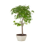 Achat de Bonsai en ligne Acer Palmatum Ueno Yama 50 cm APY260503MIT Sankaly Bonsai