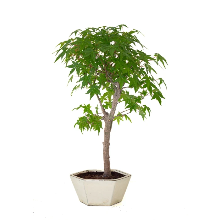 Vente de Bonsai en ligne Acer Palmatum Ueno Yama 50 cm APY260503MIT Sankaly Bonsai