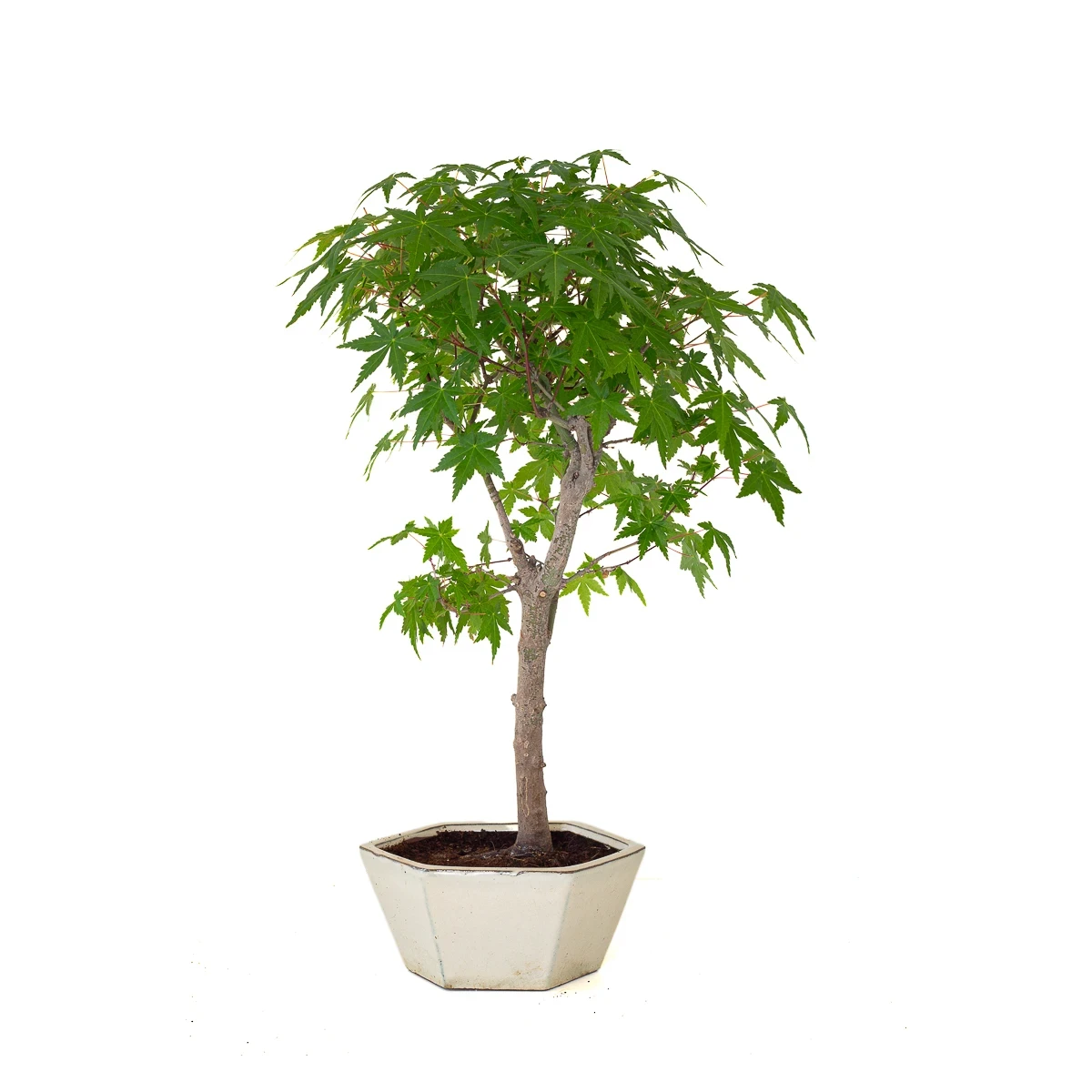 Vente de Bonsai en ligne Acer Palmatum Ueno Yama 50 cm APY260503MIT Sankaly Bonsai