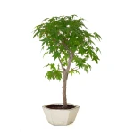 Vente de Bonsai en ligne Acer Palmatum Ueno Yama 50 cm APY260503MIT Sankaly Bonsai