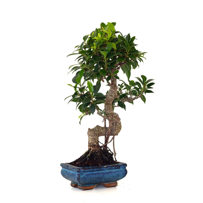 Achat en ligne de Bonsai Ficus Retusa 40 cm FR260502MIT Sankaly Bonsai