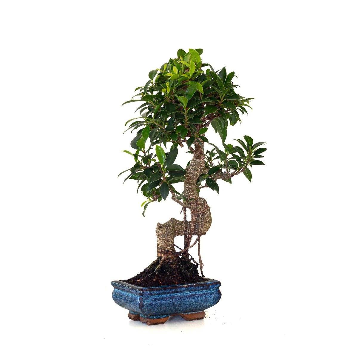 Achat en ligne de Bonsai Ficus Retusa 40 cm FR260502MIT Sankaly Bonsai