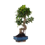 Achat en ligne de Bonsai Ficus Retusa 40 cm FR260502MIT Sankaly Bonsai