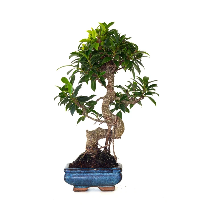 Vente en ligne de Bonsai Ficus Retusa 40 cm FR260502MIT Sankaly Bonsai
