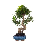Vente en ligne de Bonsai Ficus Retusa 40 cm FR260502MIT Sankaly Bonsai