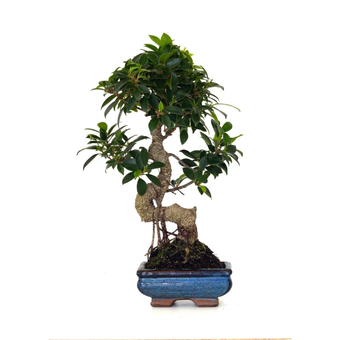 Acheter en ligne de Bonsai Ficus Retusa 40 cm FR260502MIT Sankaly Bonsai
