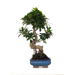 Acheter en ligne de Bonsai Ficus Retusa 40 cm FR260502MIT Sankaly Bonsai