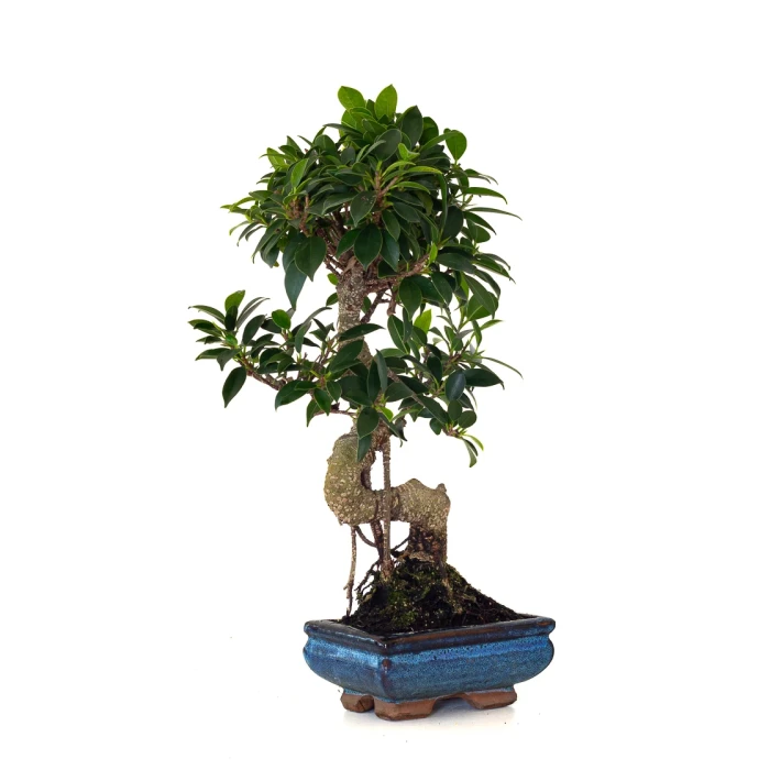 Achat en ligne de Bonsai pas cher Ficus Retusa 40 cm FR260502MIT Sankaly Bonsai