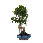 Achat en ligne de Bonsai pas cher Ficus Retusa 40 cm FR260502MIT Sankaly Bonsai