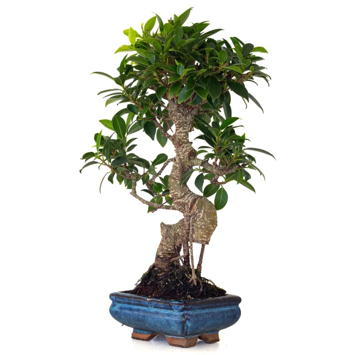 Bonsai pas cher Ficus Retusa 40 cm FR260502MIT Sankaly Bonsai