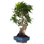 Bonsai pas cher Ficus Retusa 40 cm FR260502MIT Sankaly Bonsai