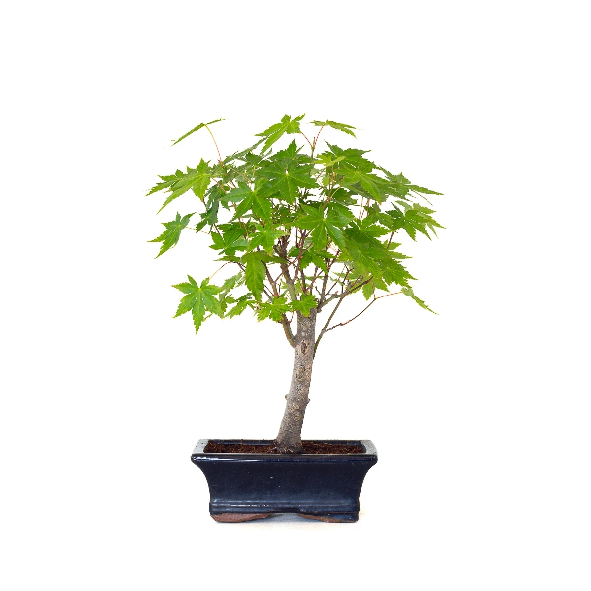 Achat Bonsai en ligne Acer Palmatum Ueno Yama Shohin 33 cm APY260504MIT Sankaly Bonsai