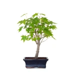 Achat Bonsai en ligne Acer Palmatum Ueno Yama Shohin 33 cm APY260504MIT Sankaly Bonsai