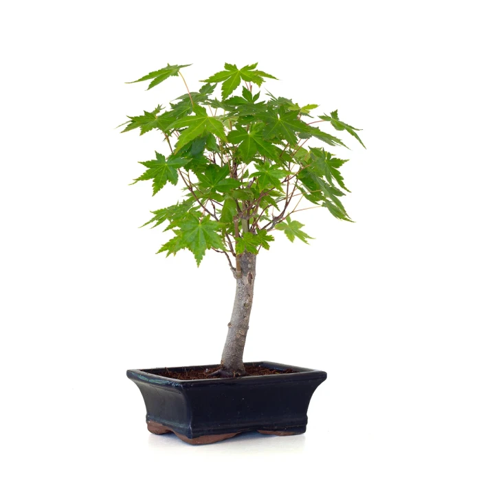 Vente de Bonsai en ligne Acer Palmatum Ueno Yama Shohin 33 cm APY260504MIT Sankaly Bonsai