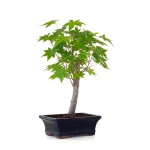 Vente de Bonsai en ligne Acer Palmatum Ueno Yama Shohin 33 cm APY260504MIT Sankaly Bonsai