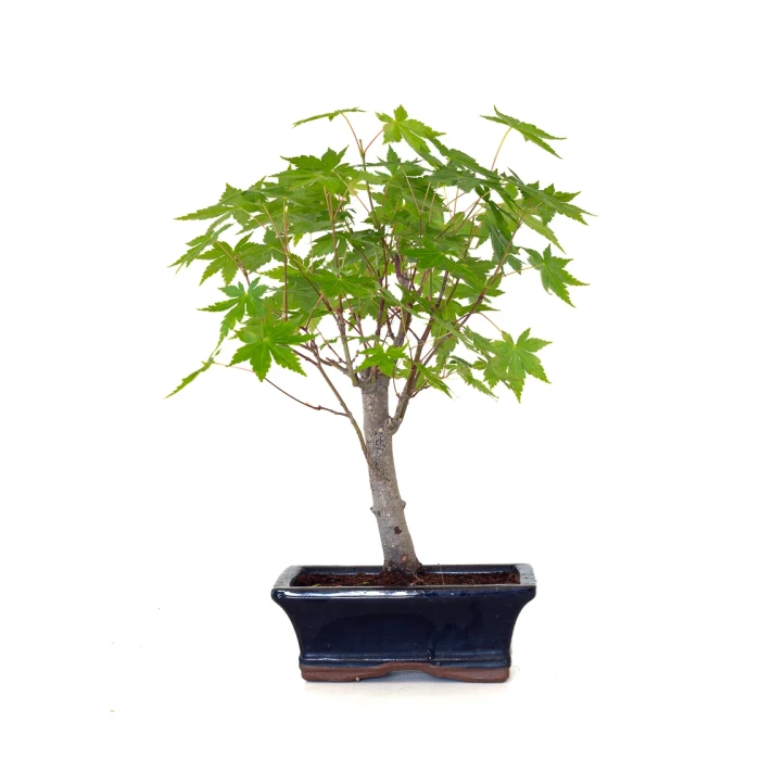 Acheter Bonsai en ligne Acer Palmatum Ueno Yama Shohin 33 cm APY260504MIT Sankaly Bonsai