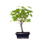 Acheter Bonsai en ligne Acer Palmatum Ueno Yama Shohin 33 cm APY260504MIT Sankaly Bonsai