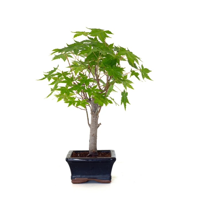 Vente de Bonsai pas cher Acer Palmatum Ueno Yama Shohin 33 cm APY260504MIT Sankaly Bonsai