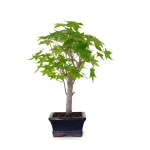 Vente de Bonsai pas cher Acer Palmatum Ueno Yama Shohin 33 cm APY260504MIT Sankaly Bonsai
