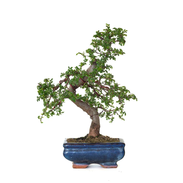 Vente de Bonsai en ligne Orme de Chine Zelkova Parvifolia 30 cm ORM260502MIT Sankaly Bonsai