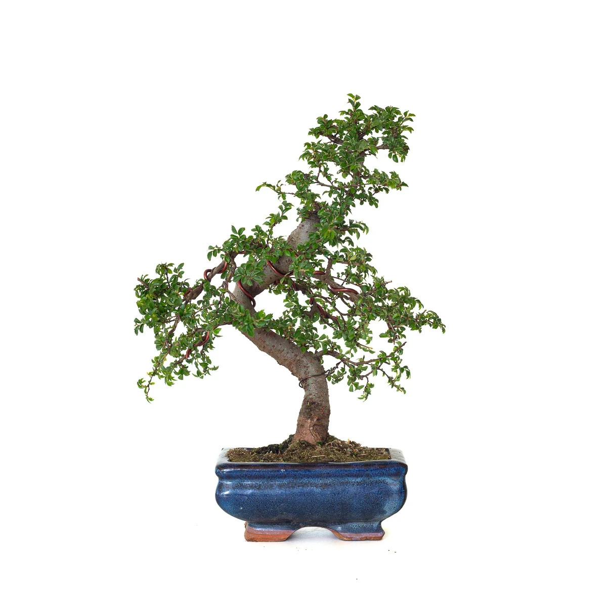 Vente de Bonsai en ligne Orme de Chine Zelkova Parvifolia 30 cm ORM260502MIT Sankaly Bonsai